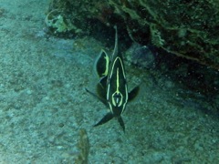 French Angelfish Juvenile (5
