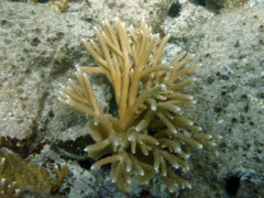 Fused Staghorn Coral