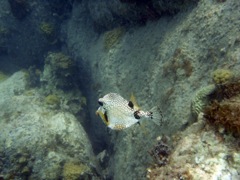 Secret Harbour Right side - Smooth Trunkfish