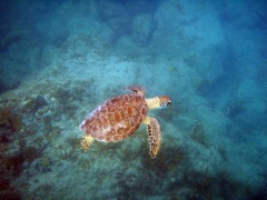 SH Rt Side - Green Sea Turtle (24