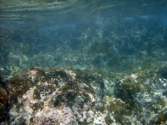 SH reef right side