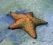 Cushion Sea Star b