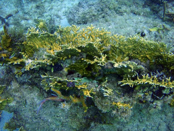 Branching Fire Coral a