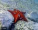 Cushion Starfish c