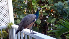 Peacock at home!