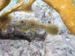 Scrawled Filefish Juvenile (8