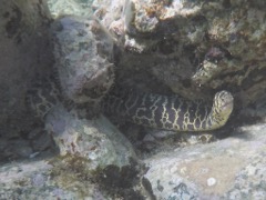 Chain Moray Eel (~4 feet)