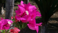 Bougainvillea Flowers at Gallows