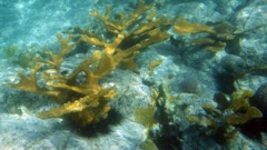 Gallows Point Elks Horn Coral