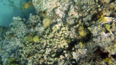 Gallows Point Reef