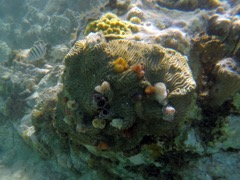 Honeymoon Reef