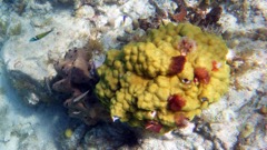 Honeymoorn Reef