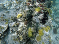 Little Caneel Reef