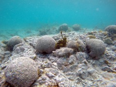 Caneel:  Dead Brain coral