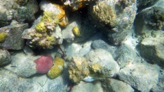 Little Caneel Reef