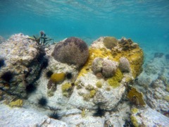 Caneel:  Dead coral head with new growth staring again!