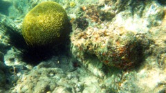 Turner Bay Reef