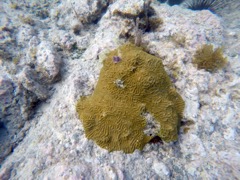 Caneel:  Knobby Brain Coral over dead coral
