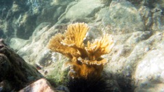 Turner Bay Reef