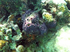 Gallow Point Reef