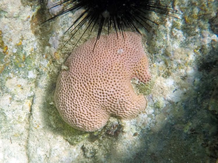 Lesser Starlet Coral