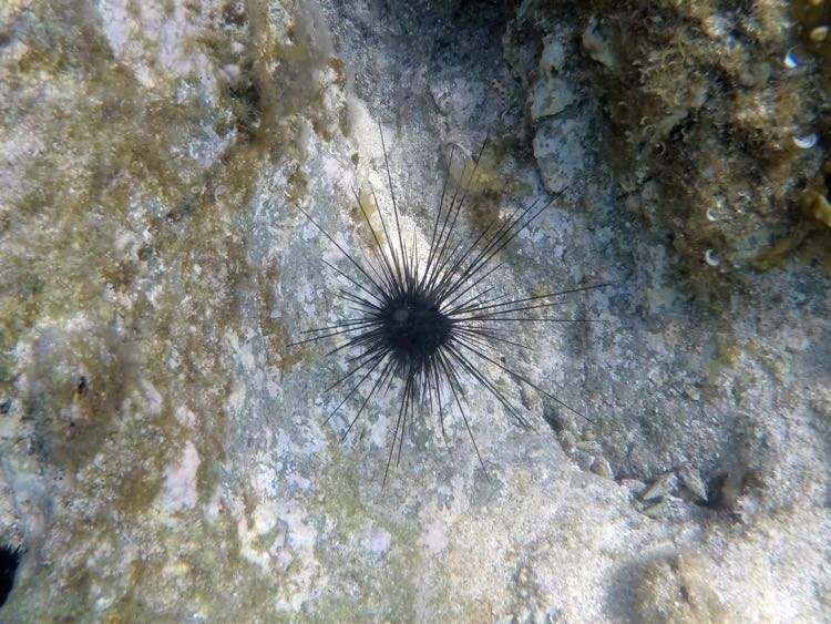 Long spine Sea Urchin baby
