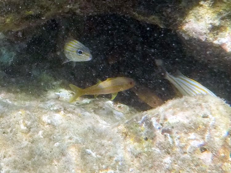 Yellow Goatfish Juvenile (2