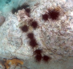 Long Spine Sea Urchin