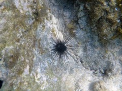 Long spine Sea Urchin baby