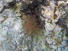 Magnificent Featherduster Worm