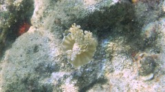 Mushroom cap jellyfish (2