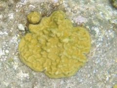 Mustardhill Coral