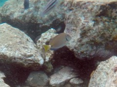 Ocean Surgionfish  (4