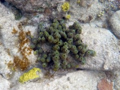 Ocotopus Sponge