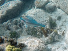 Princess Parrotfish (12