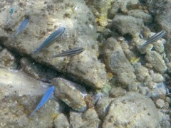 Princess Parrotfish adult and juveniles