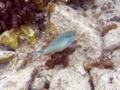 Queen Parrotfish Intermediate (12