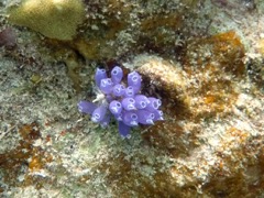 Blue Bell Tunicate