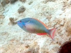 Redband Parrotfish Final phase (8