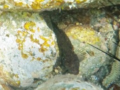 Reef Scorpionfish (6