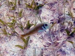 Rosy Razorfish (3