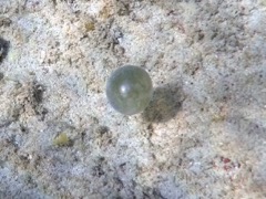 Sea Pearls Algae