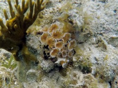 Social Featherduster worms