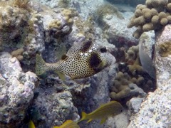 Spotted trunkfish (8