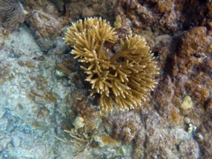 Staghorn Coral (at Ramgoat Kay)