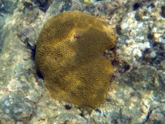 Symetriacal Brain Coral