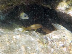 Yellow Goatfish Juvenile (2