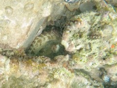 Caribbean Reef Octopus 