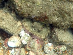 Caribbean Reef Octopus II