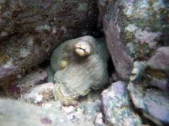 Caribbean Reef Octopus III